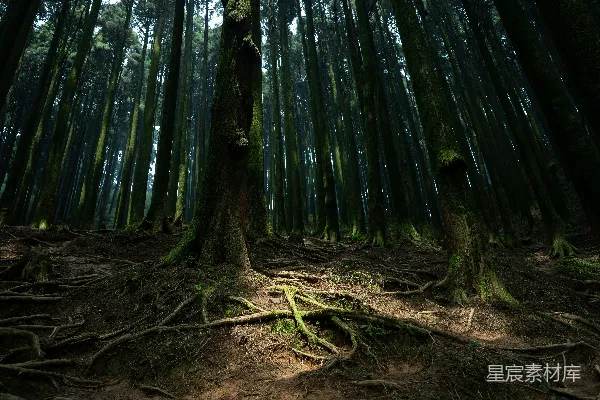 高清摄影 深林中的古老根系