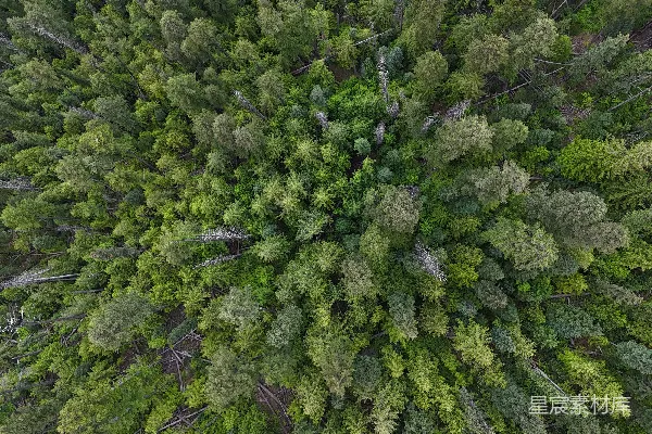 高清摄影 俯瞰森林