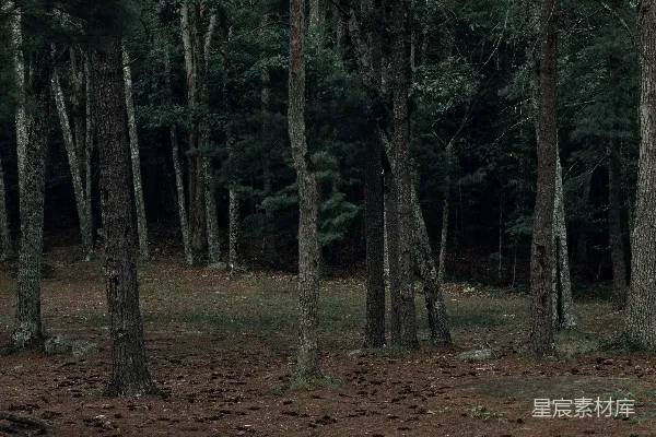 高清摄影 幽静的松林