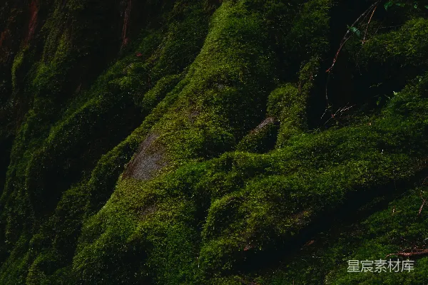 高清摄影 古木苔藓森林