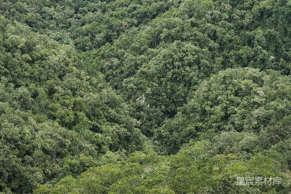 高清摄影 森林的壮丽全景