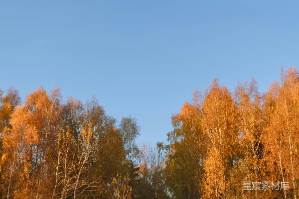 高清摄影 秋日森林风景