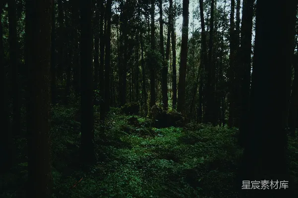 高清摄影 幽暗森林的静谧时光