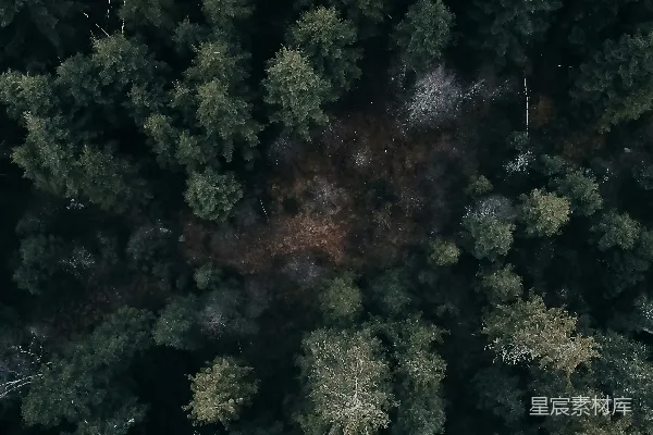 高清摄影 俯瞰森林的宁静与深邃