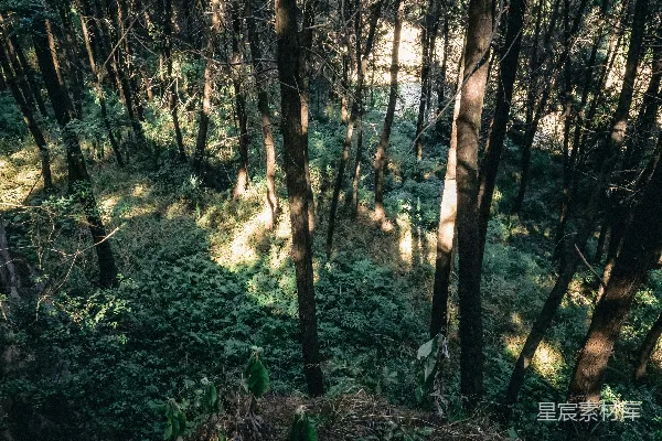 高清摄影 森林中的光影