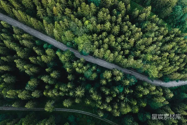 高清摄影 森林中的蜿蜒道路