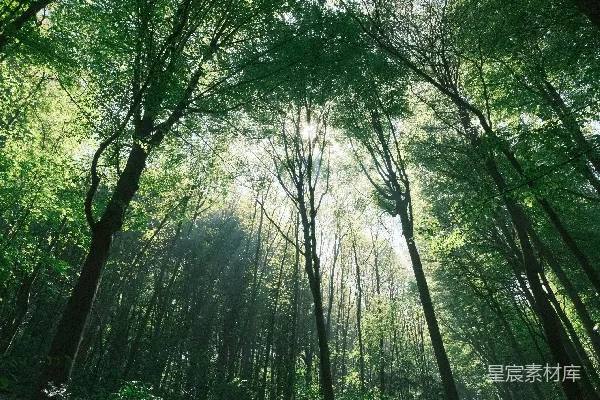 高清摄影 阳光穿透森林的神秘瞬间