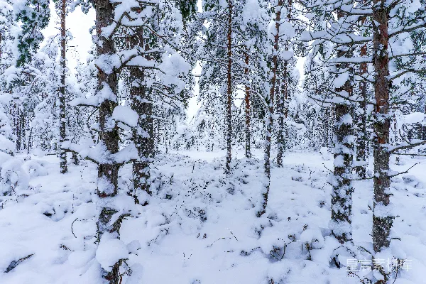 高清摄影 冬日雪林
