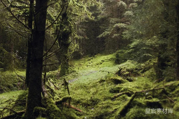高清摄影 森林中的苔藓之路