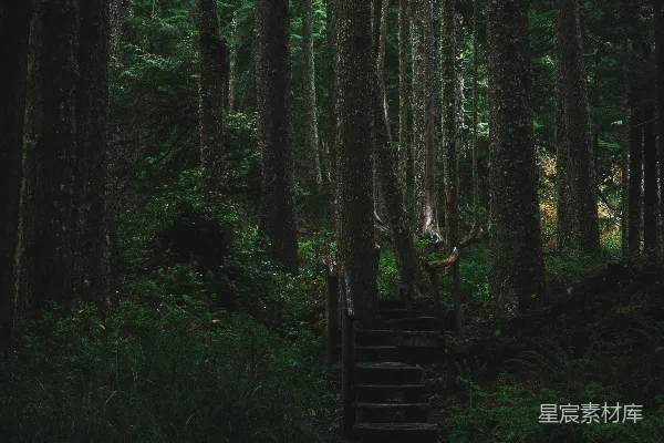 高清摄影 森林中的木制阶梯