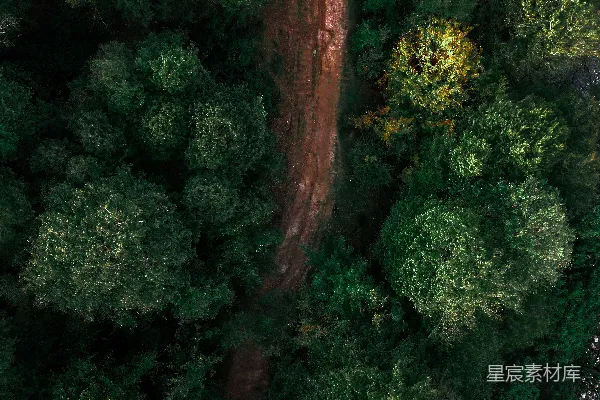 高清摄影 森林中的小径