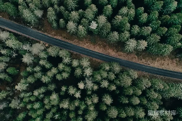 高清摄影 森林中的蜿蜒道路