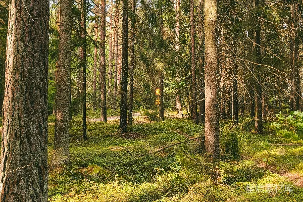 高清摄影 阳光洒在森林的早晨