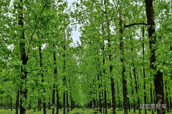 高清摄影 茂密的森林景色