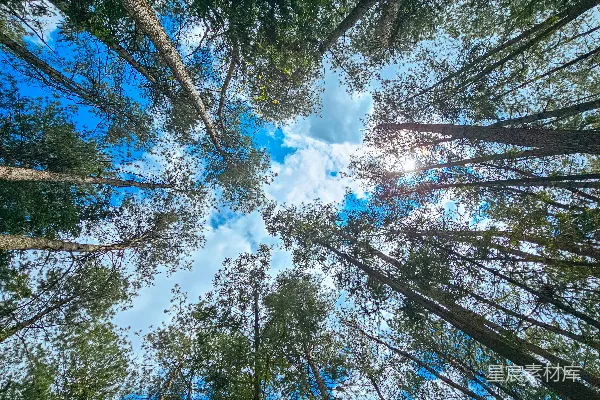 高清摄影 仰望森林的天空