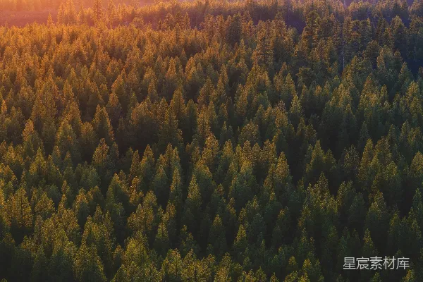 高清摄影 夕阳下的森林全景