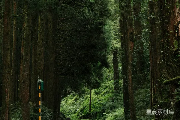 高清摄影 森林中的旧铁路