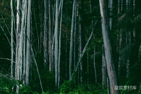 高清摄影 幽静森林