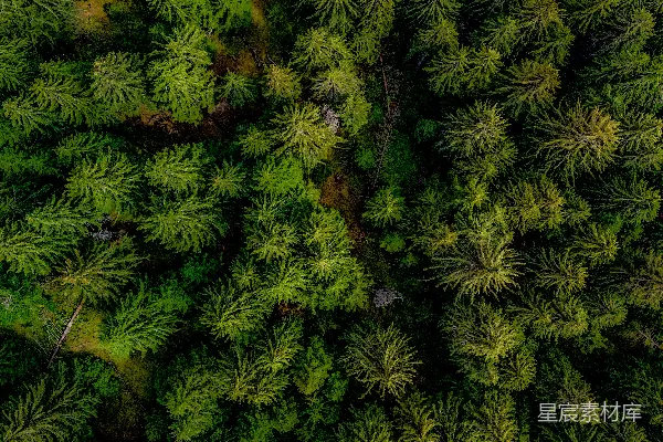 高清摄影 俯瞰森林：自然的壮丽