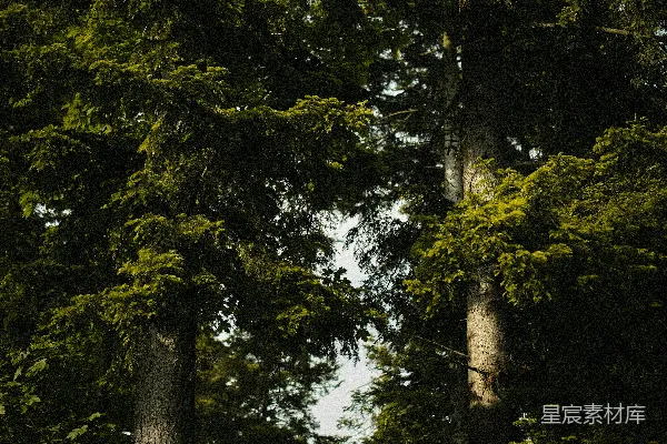 高清摄影 森林中的树