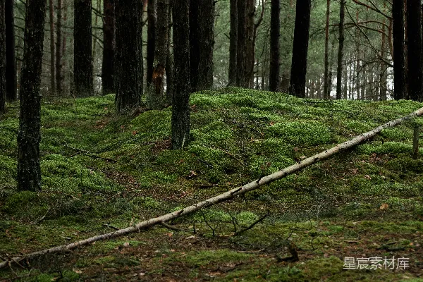 高清摄影 森林中的苔藓覆盖