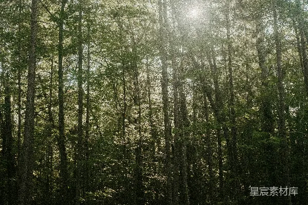 高清摄影 森林中的阳光