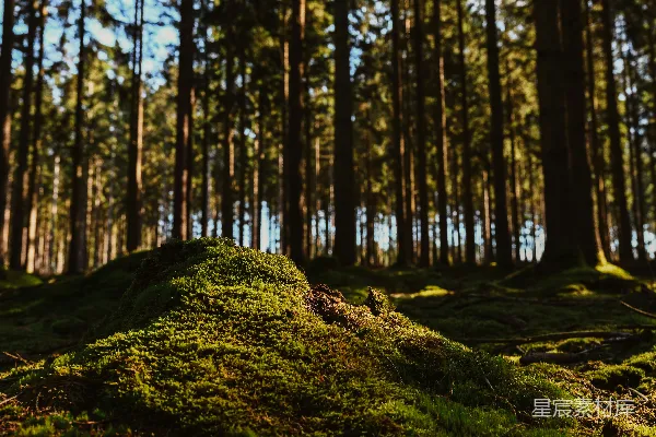 高清摄影 森林中的苔藓与阳光