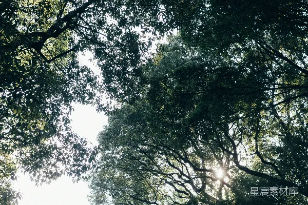 高清摄影 阳光透过树梢