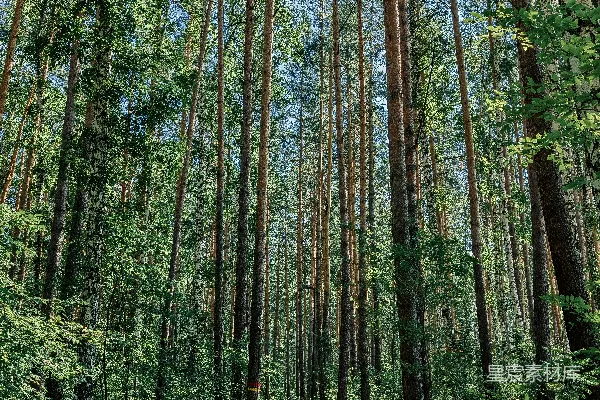 高清摄影 森林中的小径