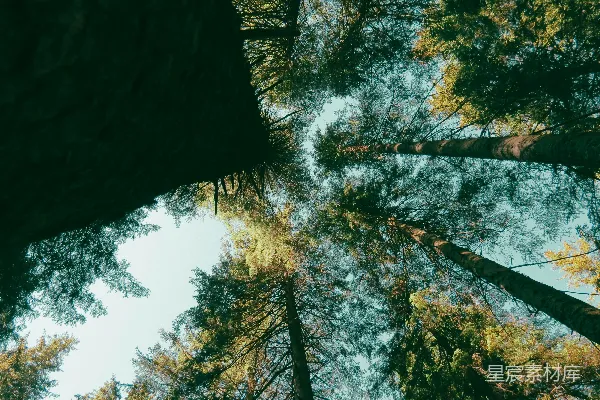 高清摄影 仰望森林的天空