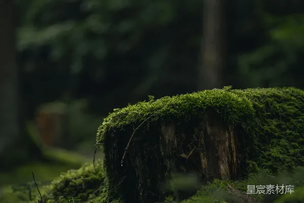高清摄影 森林中的苔藓树桩