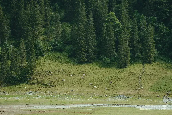 高清摄影 山间牧场的宁静时光