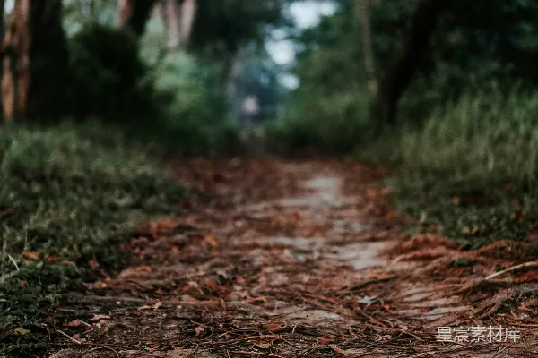 高清摄影 森林中的小径