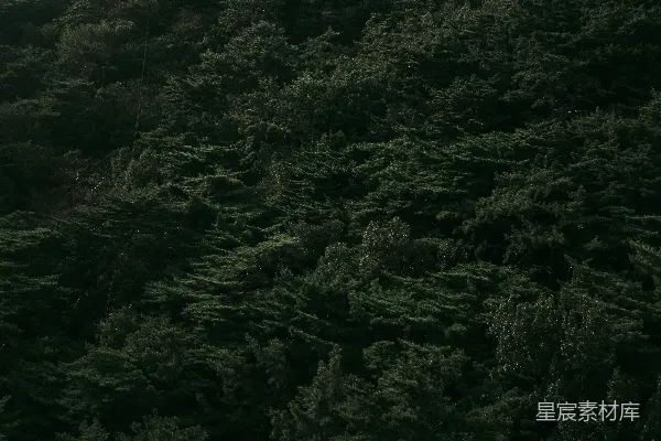 高清摄影 森林的宁静