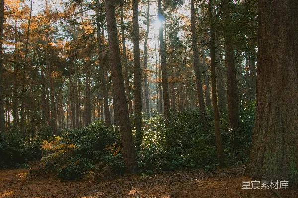 高清摄影 晨光穿透森林