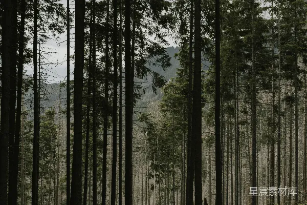 高清摄影 森林深处的宁静