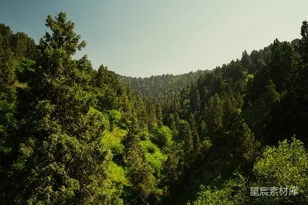 高清摄影 山间密林