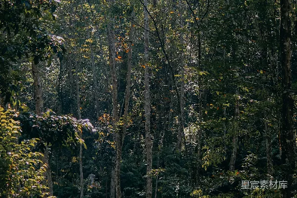 高清摄影 森林的光影