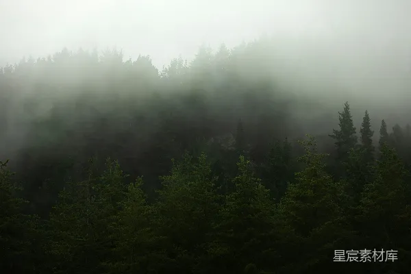 高清摄影 雾中的森林