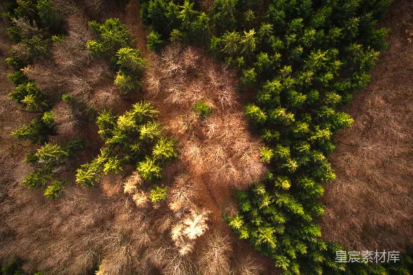 高清摄影 空中俯瞰森林
