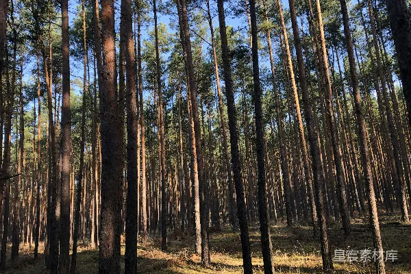 高清摄影 松树林的宁静时光