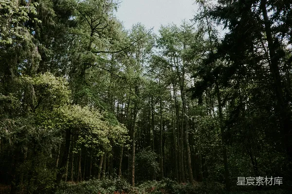 高清摄影 幽静的森林