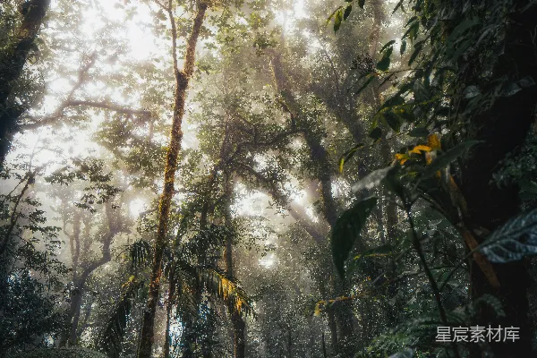 高清摄影 晨光中的雨林秘境