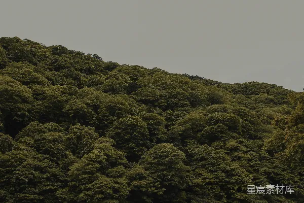 高清摄影 茂密的森林