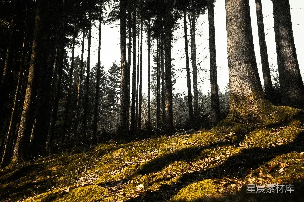 高清摄影 森林中的光影