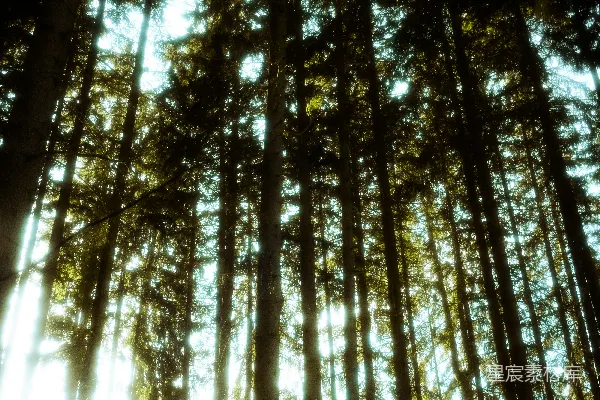 高清摄影 阳光透过树林
