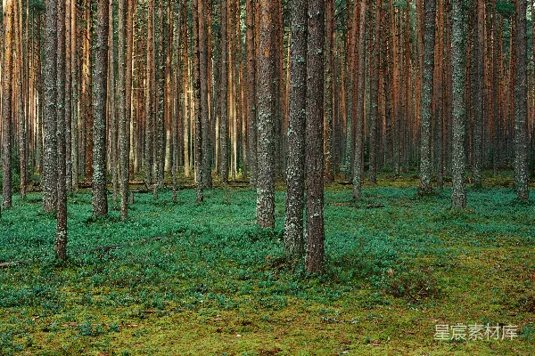 高清摄影 森林中的苔藓