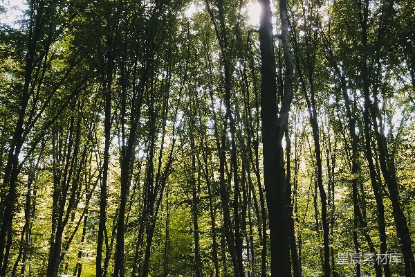 高清摄影 阳光穿透的森林