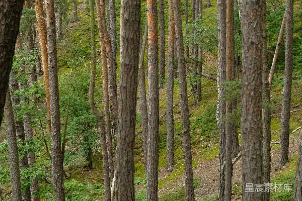 高清摄影 森林中的松树