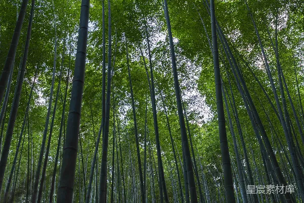 高清摄影 竹林深处